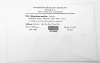 Elsinoe menthae image